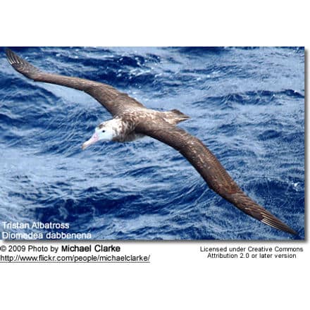 A Tristan Albatross (Diomedea dabbenena) with a large wingspan glides over a deep blue and wavy ocean, reminiscent of the delicate flights of Pine Siskins. The photo is credited to Michael Clarke and is licensed under Creative Commons Attribution 2.0 or later.
