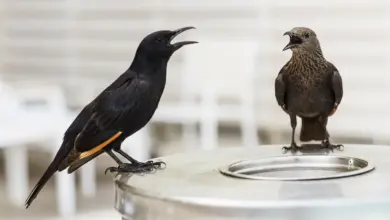 Two Tristram's Grackles Perched on A Steel