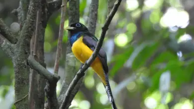 The Trogon Perched Into The Thorn Of A Woods