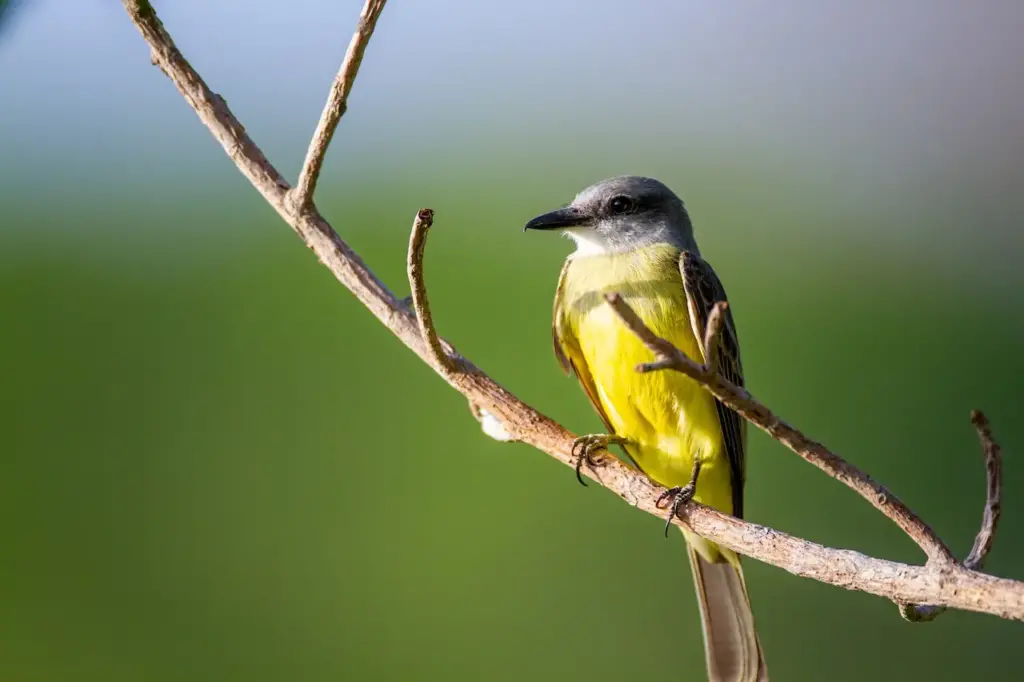 The Tropical Kingbird On The Tree Branch