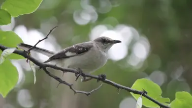 A Tropical Mockingbird sitting on a small tree branch.