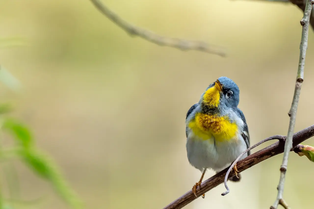 The Tropical Parula Is Observing The Surrounding