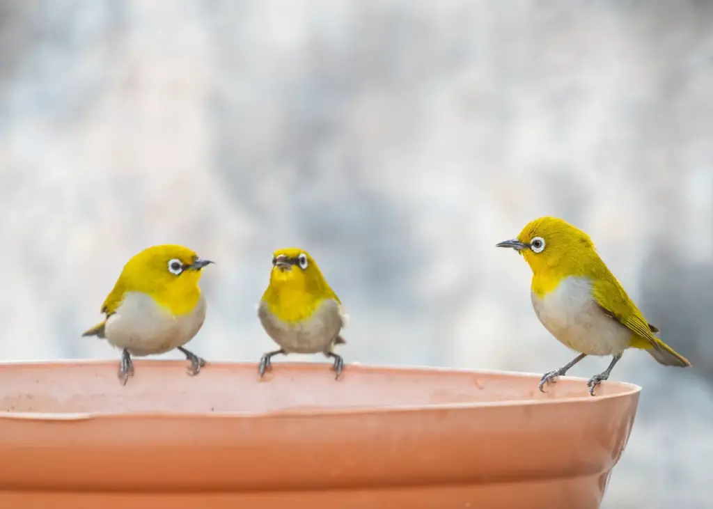 Three Tropical White-eyes Oriental Birds Drinking Water From A Pot 