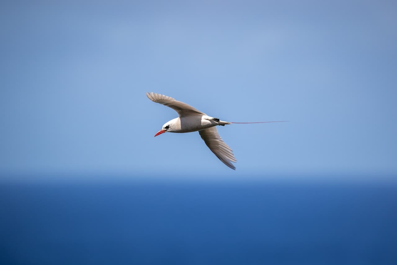 The Tropicbirds Is On The Flight