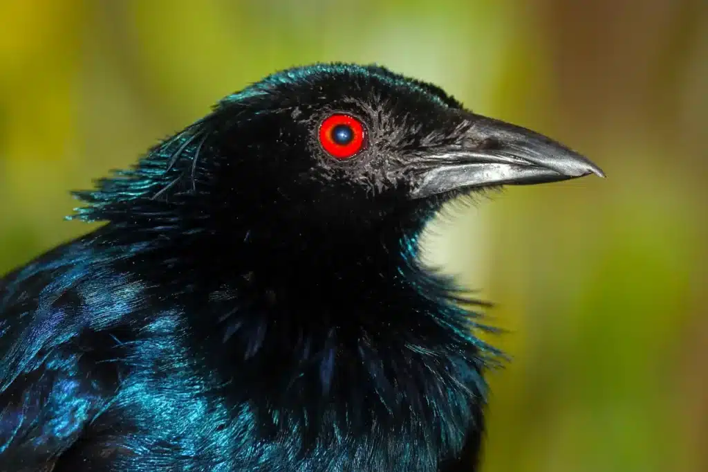 Close Image of Trumpet Manucodes 