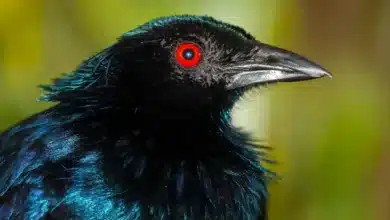 Close Image of Trumpet Manucodes