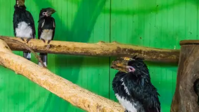 Trumpeter Hornbills on a Cage