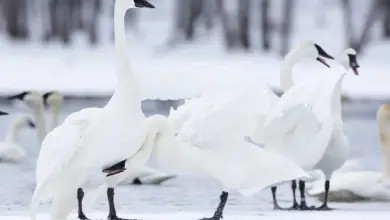 Trumpeter Swans Gathering In The Snow