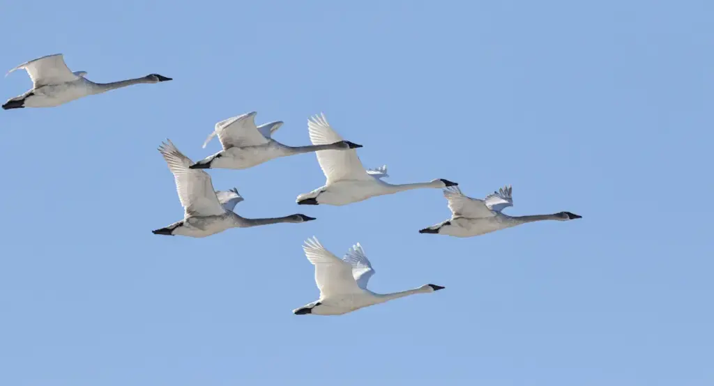 Trumpeter Swans Flying In The Sky