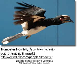 Trumpeter Hornbill, Bycanistes bucinator