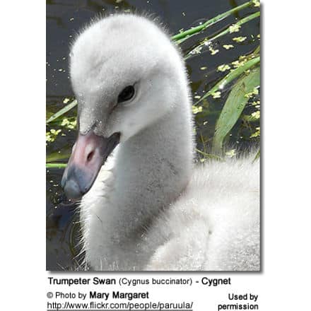 Trumpeter Swan (Cygnus buccinator) - Cygnet