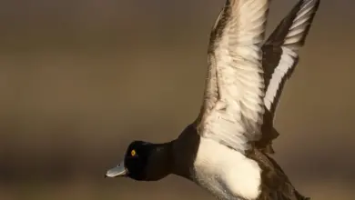 A Flying Tufted Duck