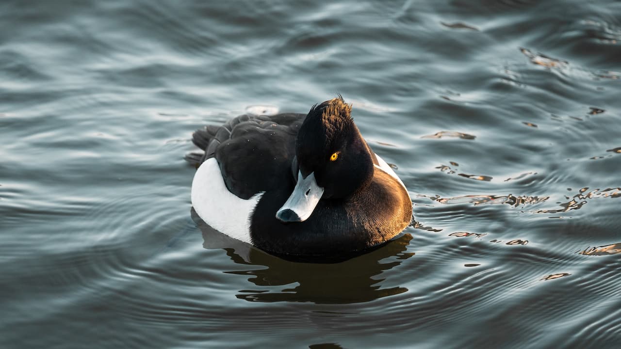 A Tufted Duck In The Water