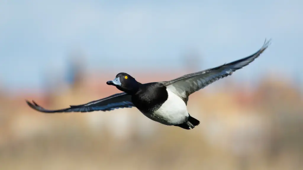 Tufted Duck Flying In The Water