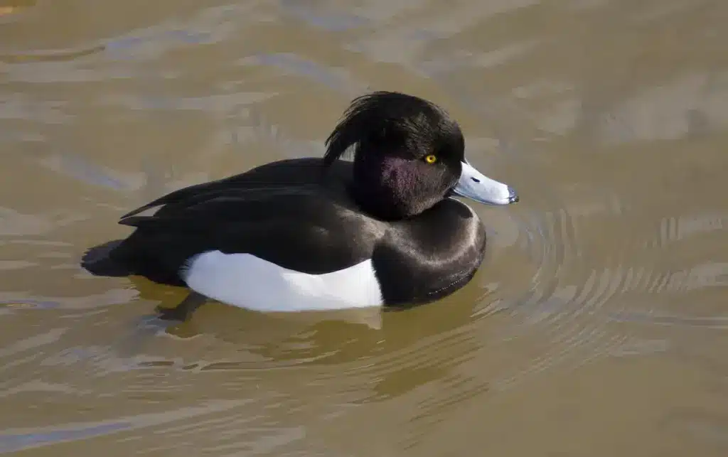 Tufted Duck in the Water
