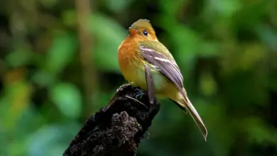 The Tufted Flycatcher Resting In A Wood