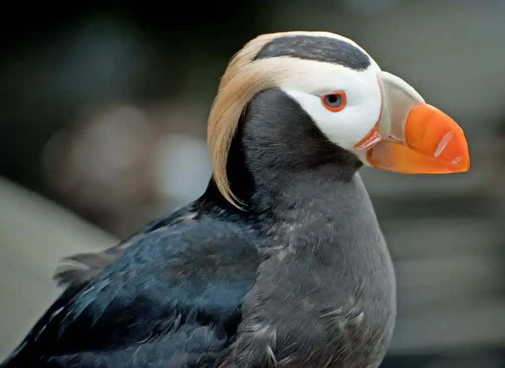 Tufted Puffins