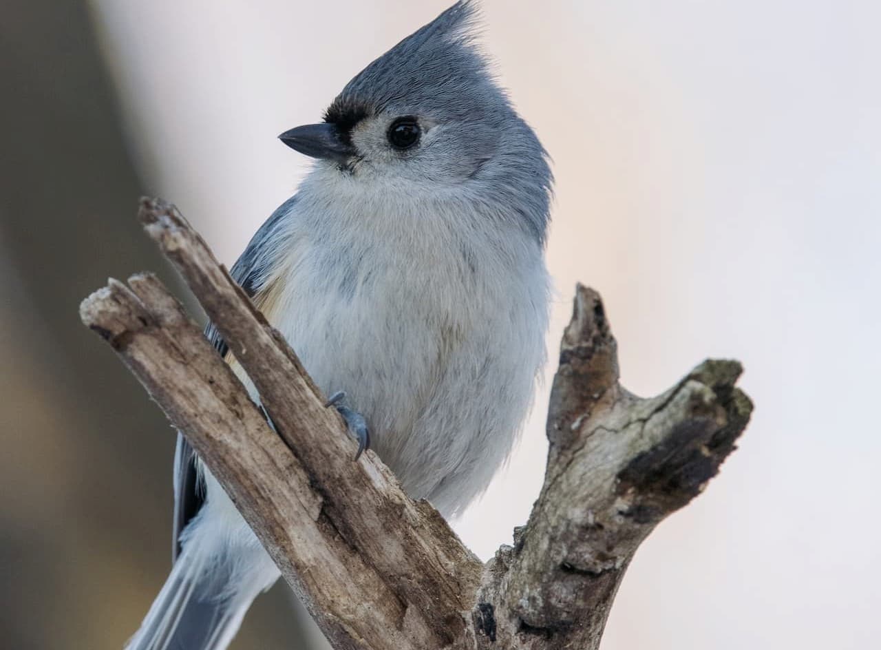 A Tufted Titmouse resting in branches alone.