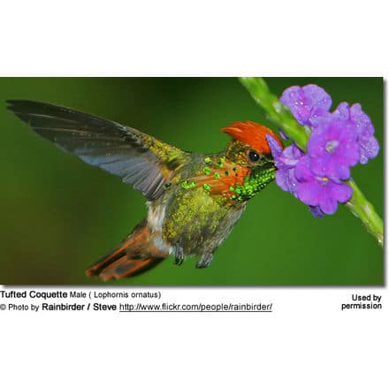 Tufted Coquette Male ( Lophornis ornatus)