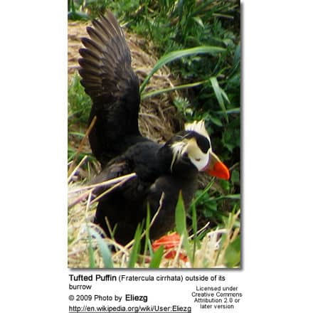 Tufted Puffin (Fratercula cirrhata) outside of its burrow