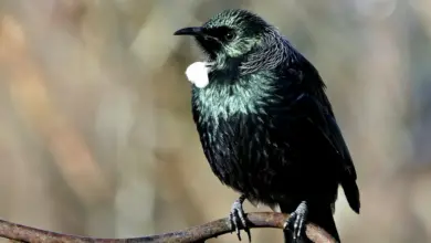 A black Tui bird sitting on small twig.