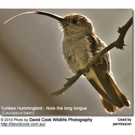 Close-up of a Tumbes Hummingbird perched on a thin branch, its long tongue extended. The bird's brownish-gray feathers are backlit by soft sunlight. Photo credit: David Cook Wildlife Photography.
