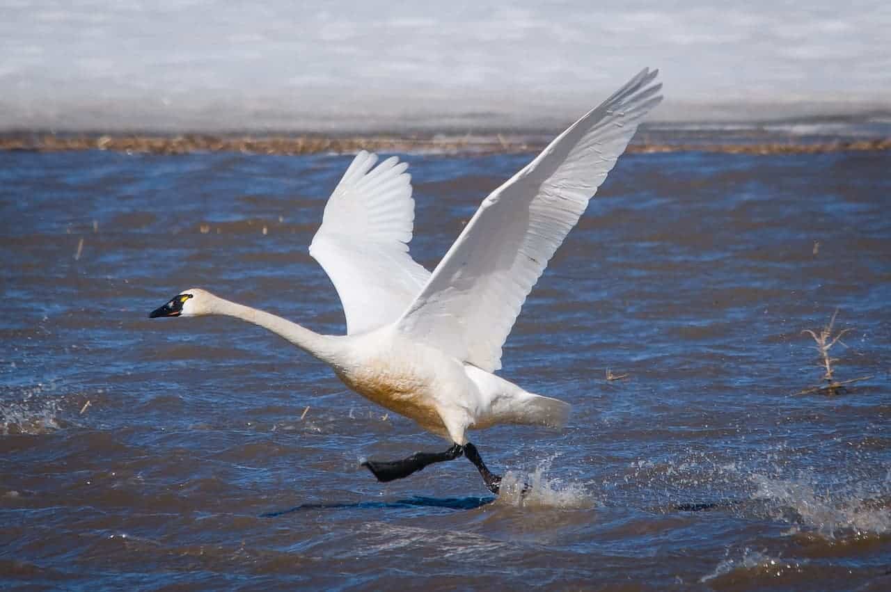 A Tundra Swan Flying