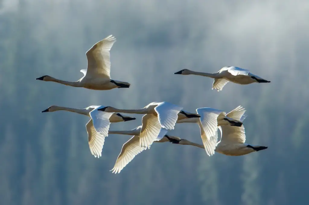 Flock of Tundra Swans Flying