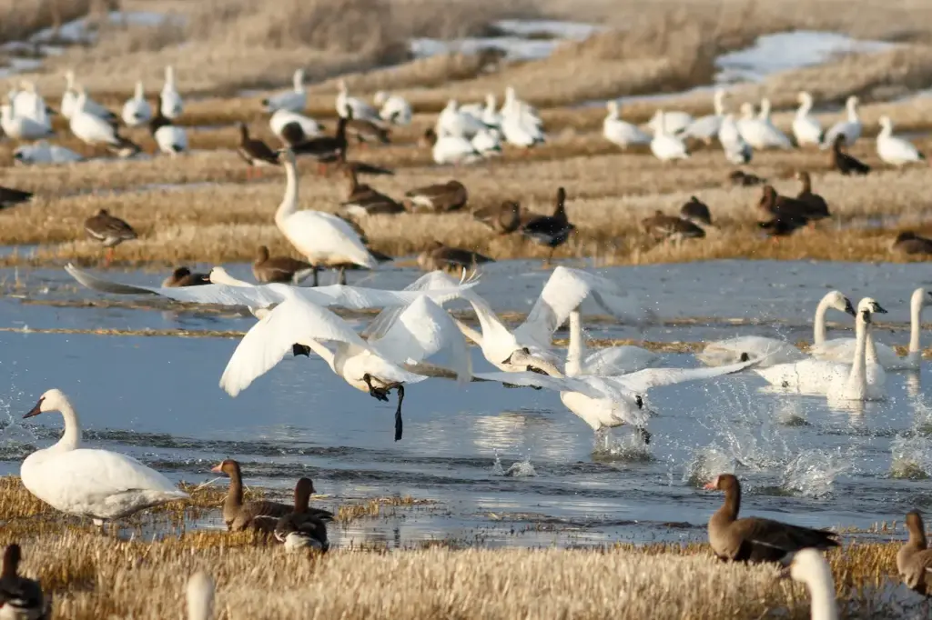 Tundra Swans Taking Off From Water 