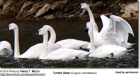 Tundra Swan (Cygnus columbianus)