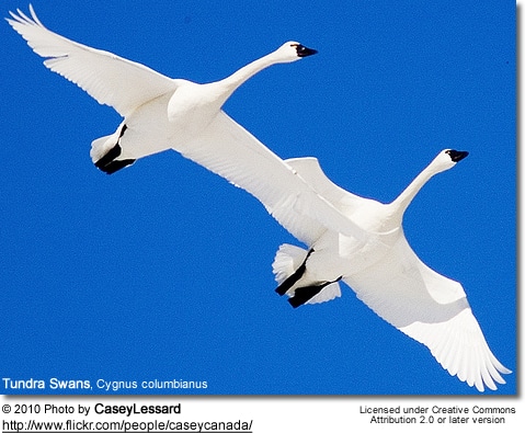 Tundra Swans, Cygnus columbianus - in flight