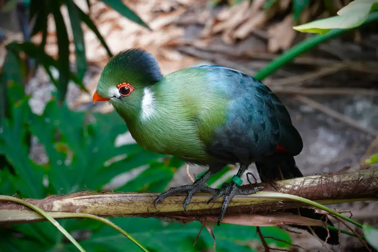 A Turaco Bird Sitting On The Branch