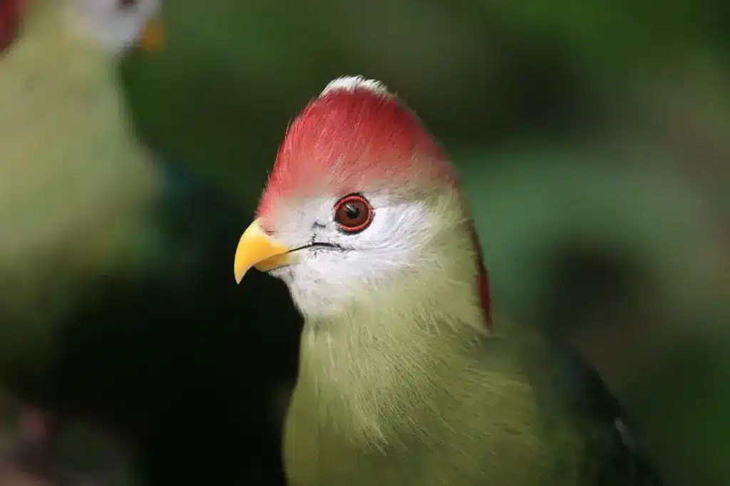 A Close Up Of Turacos