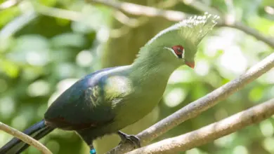 Turacos Perched on Branch