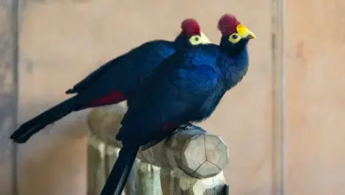 Turacos as Pets Perched on a Branch