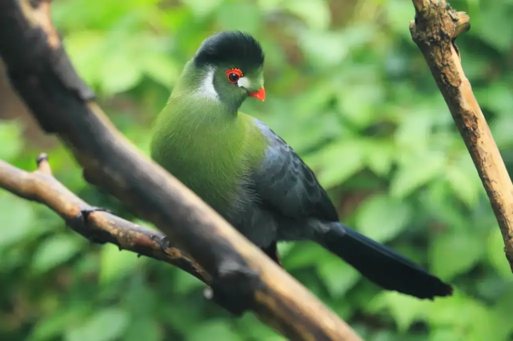 Turacos on a Branch 