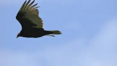 The Turkey Vulture Is On Flight To Hunt A Prey