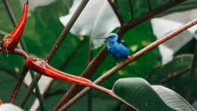 The Turquoise Honeycreeper Perched On A Tree