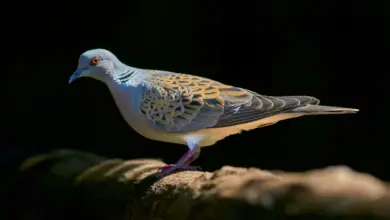 The Turtle Doves Perched In A Wood