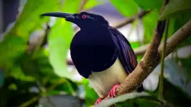 Twelve-wired bird-of-paradise