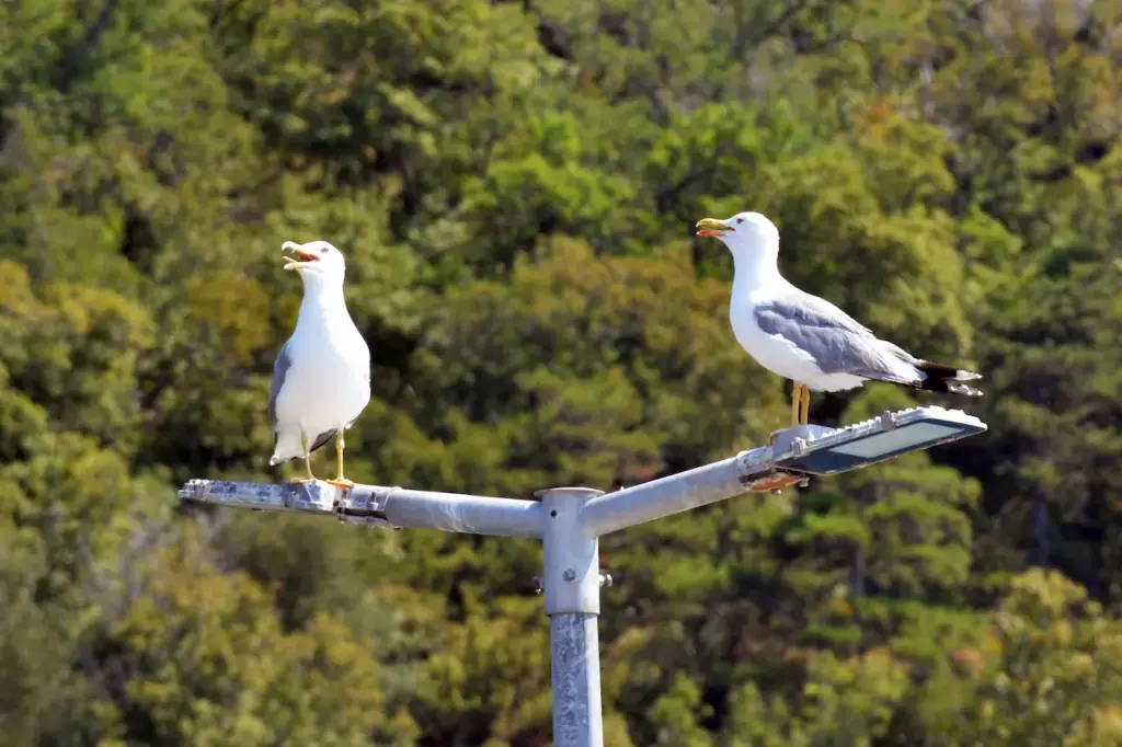 Two Adult Yellow Legged Gulls are Resting 