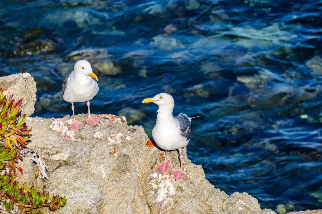 Two California Gulls on a Rock