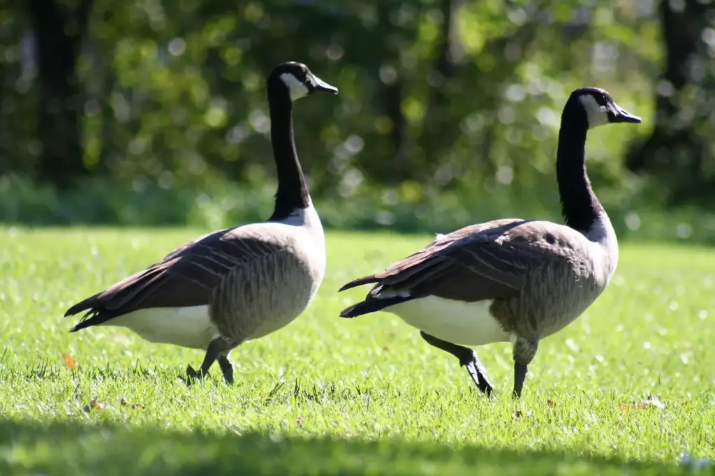 Two Canada Geese Standing on the Ground 