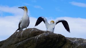 Two Cape Gannets On A Rock
