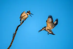 Two Chattering Kingfisher (Todiramphus tutus) One Landing