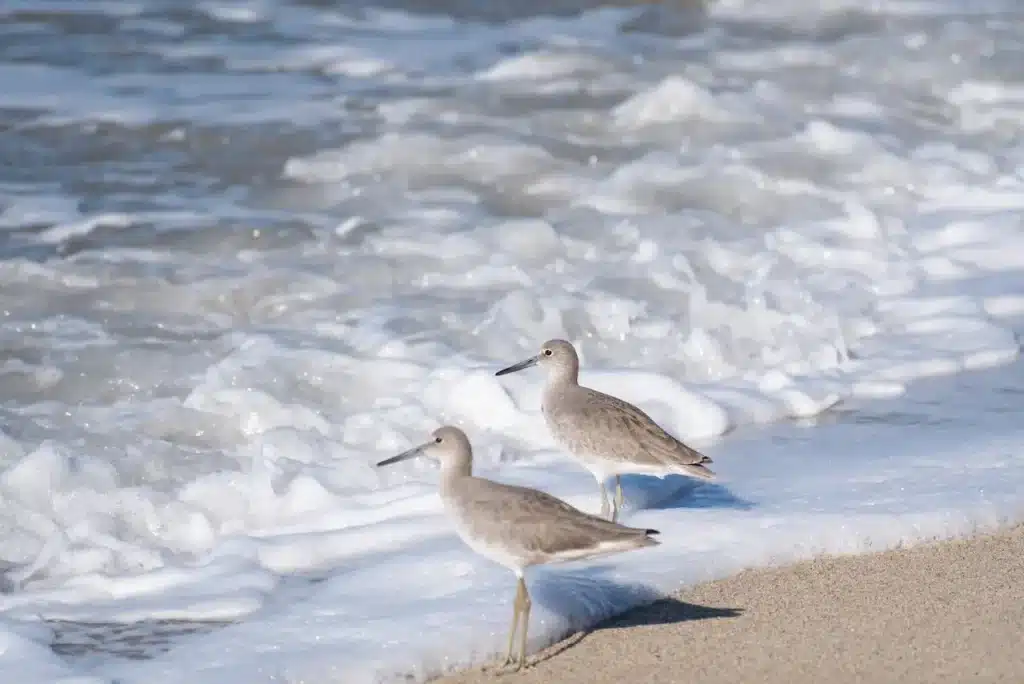 Two Common Sandpipers 