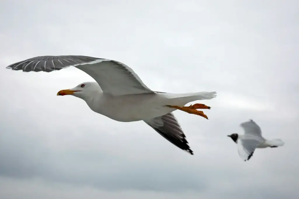 Two Different Species of Seagulls Flying