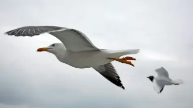 Two Different Species of Seagulls Flying