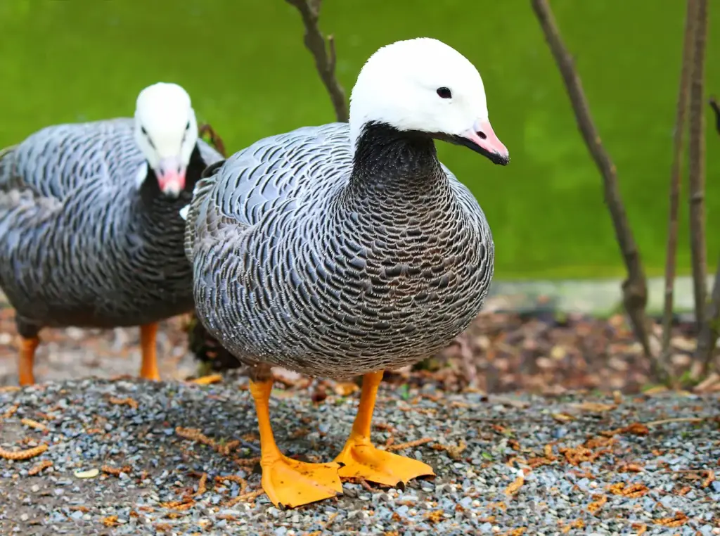 Two Emperor Geese 