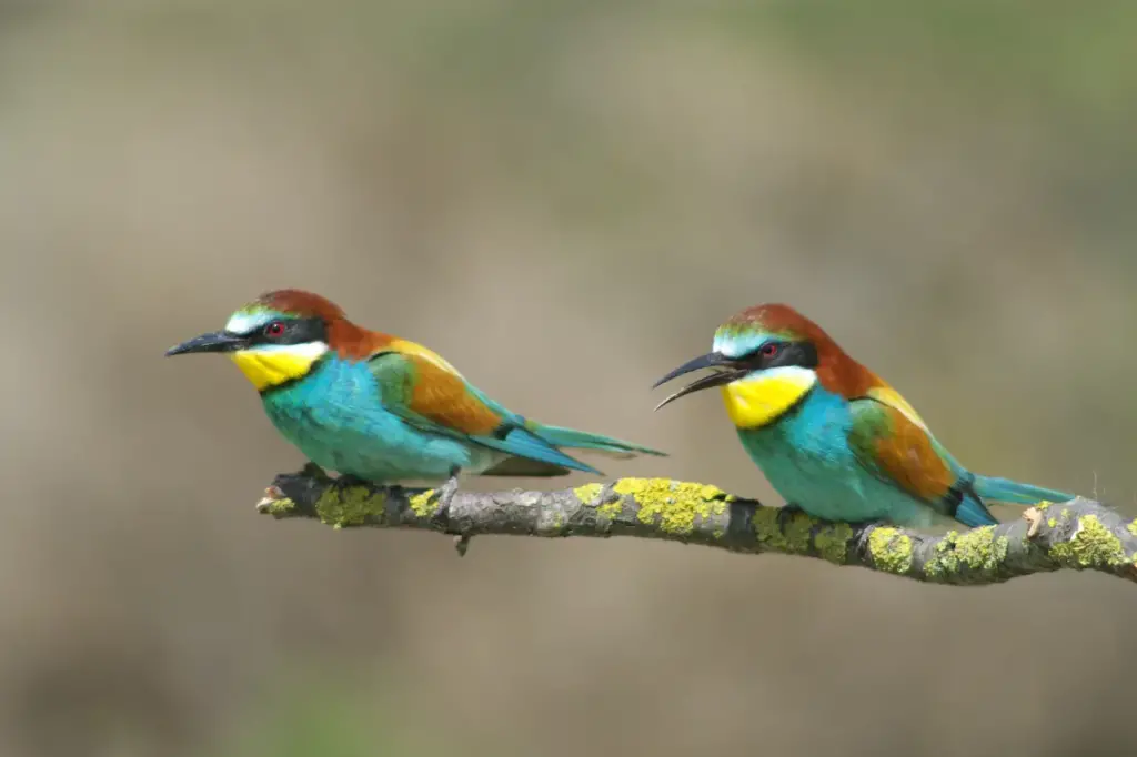 Two European Bee-eaters Perched on Tree 